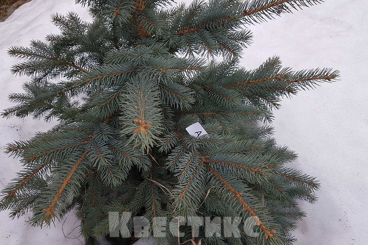 елка на даче спрятанная буква