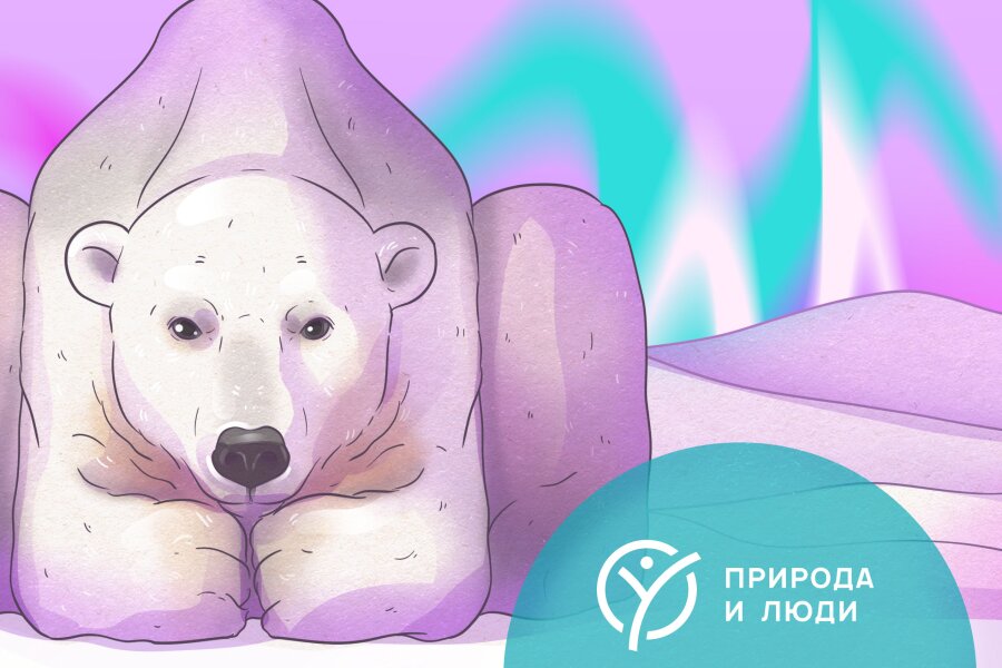 Белые медведи, 10+