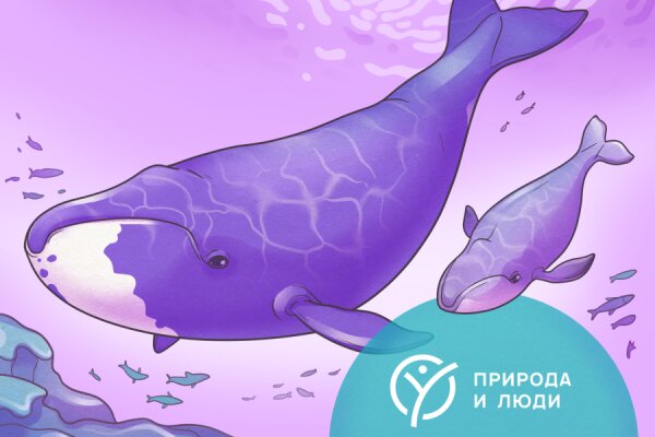 Гренландские киты, 10+