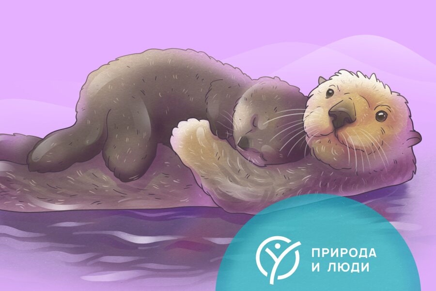 Каланы, 10+